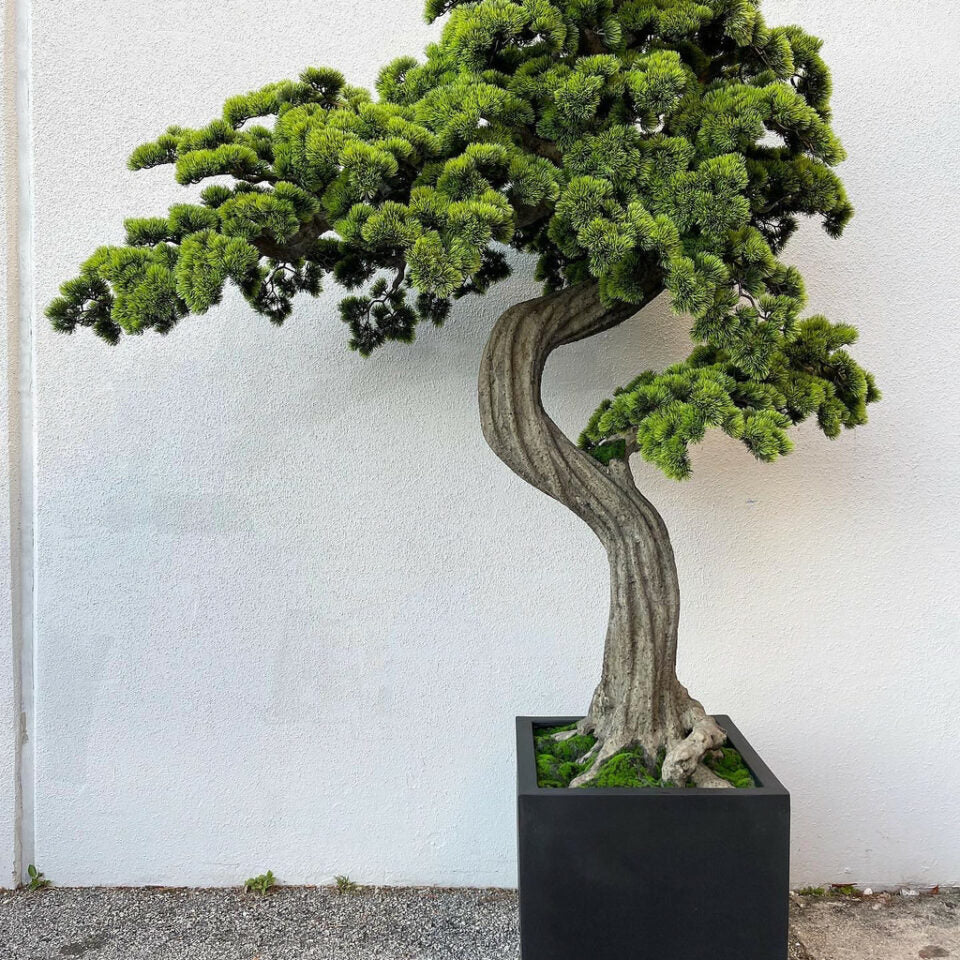 Großer Mini-Bonsai im Block-M-Pflanztopf