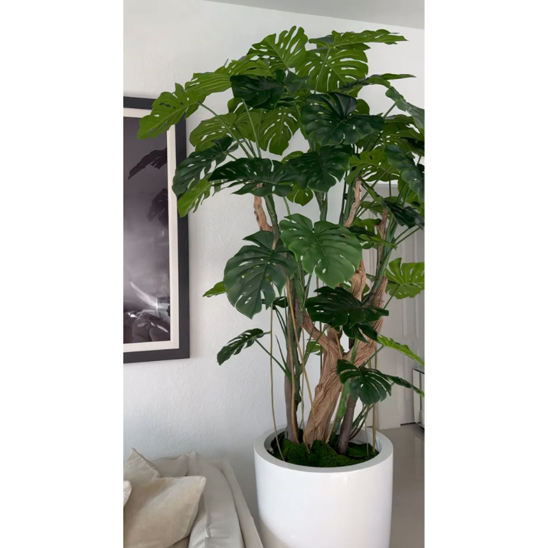 Monstera-Pflanze im hochglänzenden weißen Topf