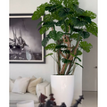 Monstera-Pflanze im hochglänzenden weißen Topf