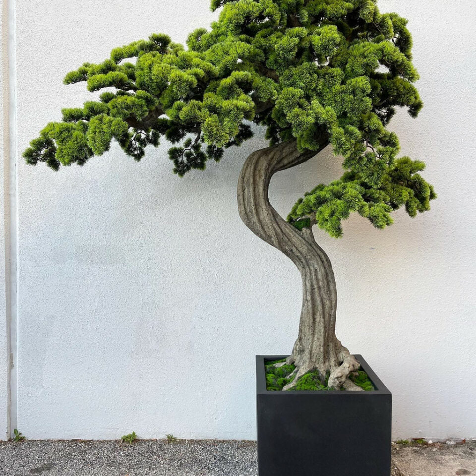 Großer Mini-Bonsai im Block-M-Pflanztopf