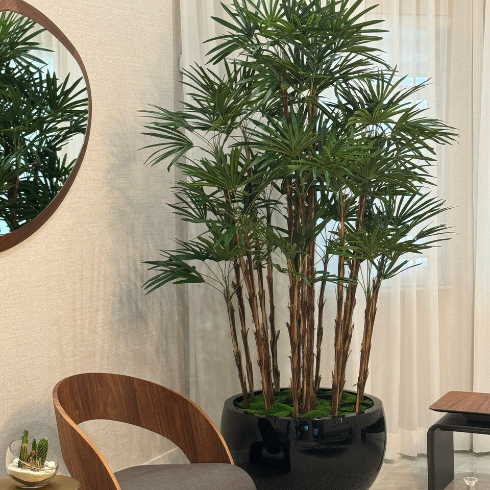 Lady-Palme im schwarzen Terragona-Pflanzgefäß