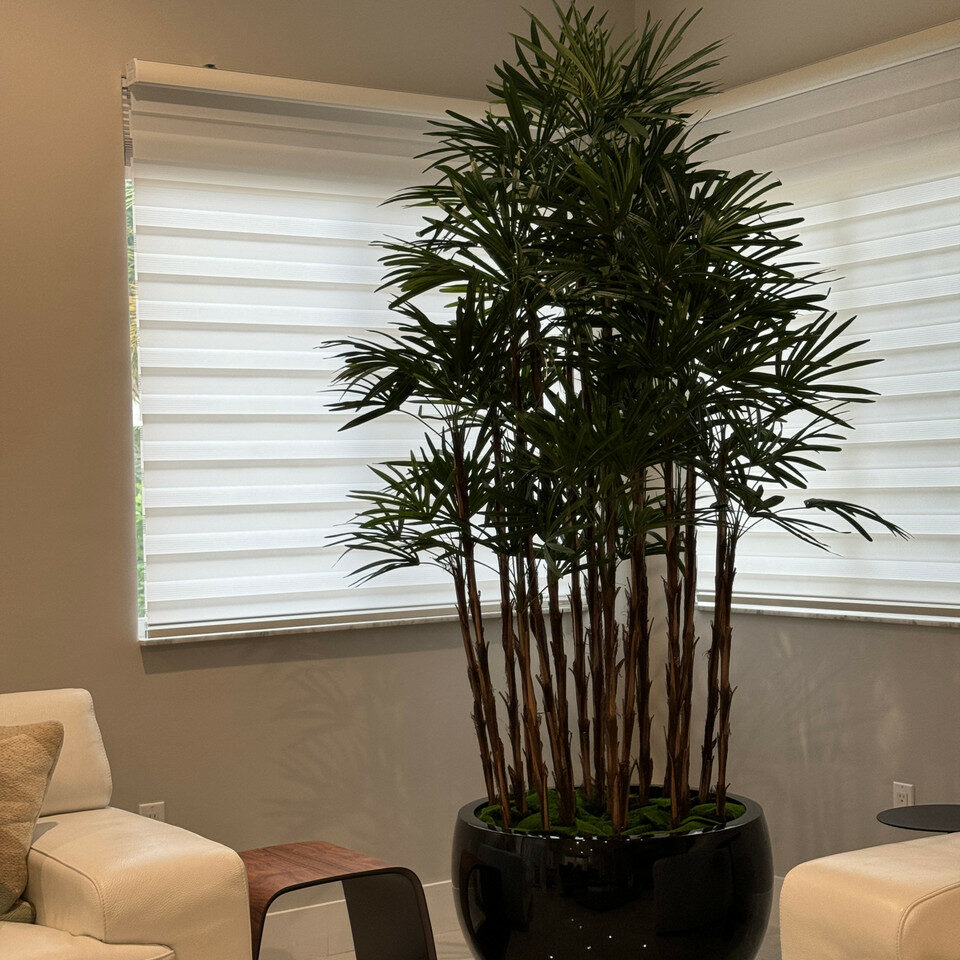 Lady-Palme im schwarzen Terragona-Pflanzgefäß