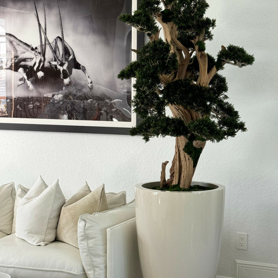 Großer Mini-Bonsai im Brannan-Pflanzgefäß