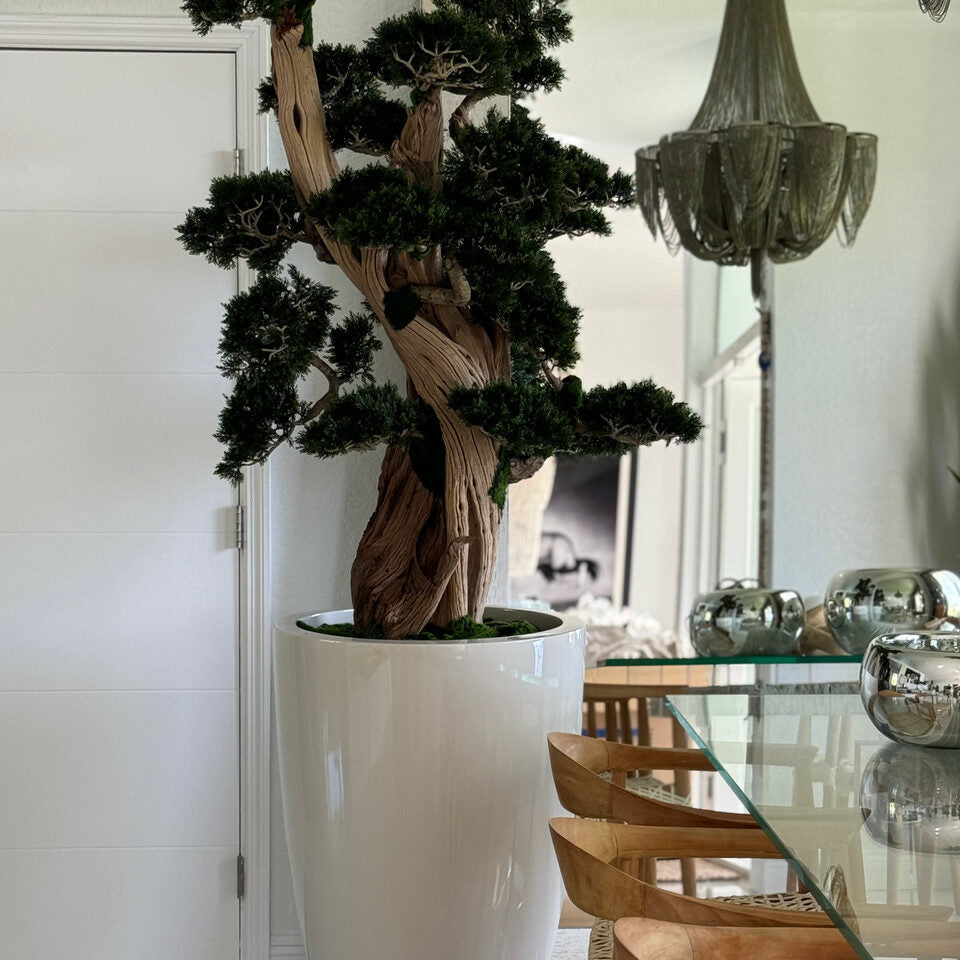 Großer Mini-Bonsai im Brannan-Topf
